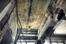 Best Mold Remediation for Rental Properties  in Lakewood, CA